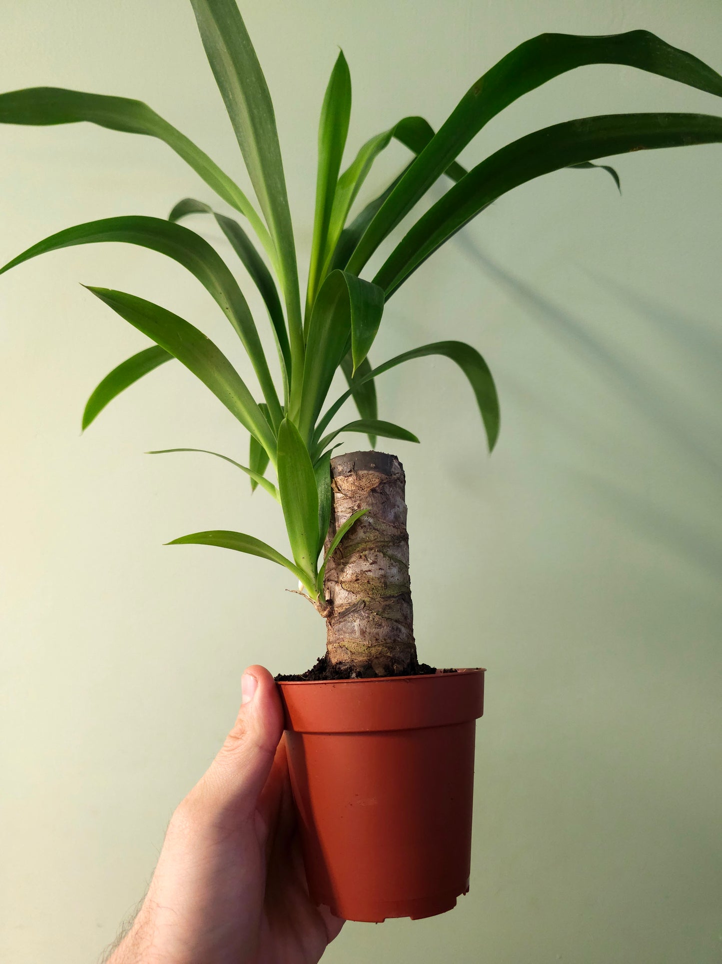 Yucca gigantea 4"