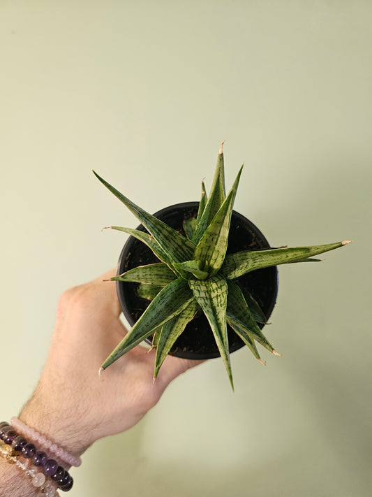 Sansevieria 'Snowflake' 3.5"