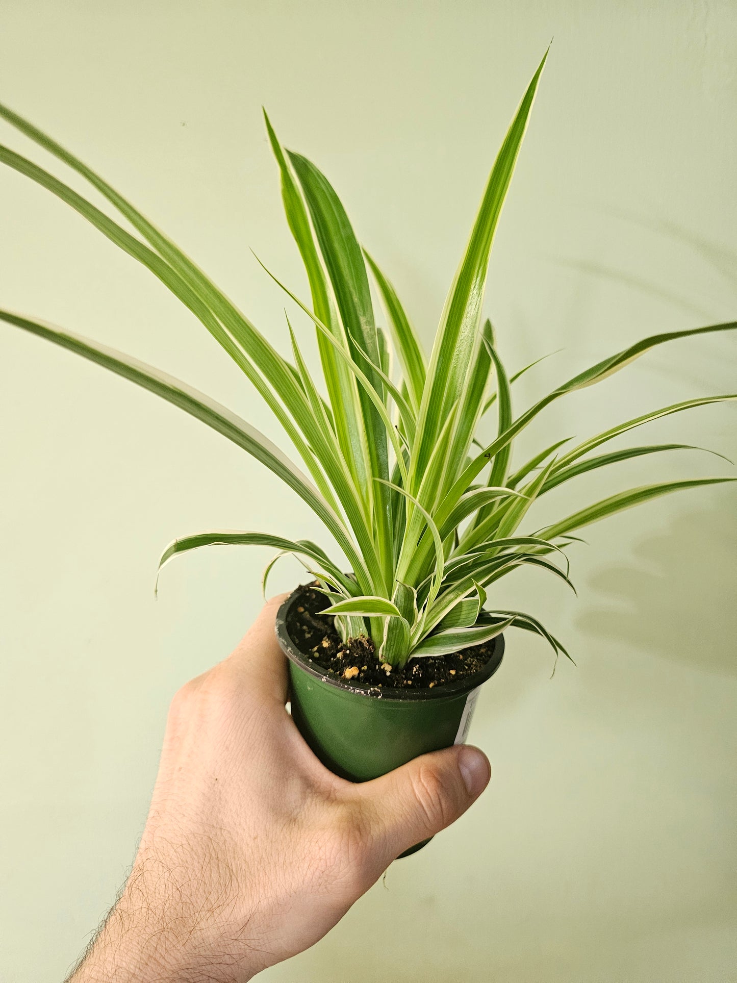 Chlorophytum comosum 'Variegatum' Reverse Variegated Spider Plant 3.5"