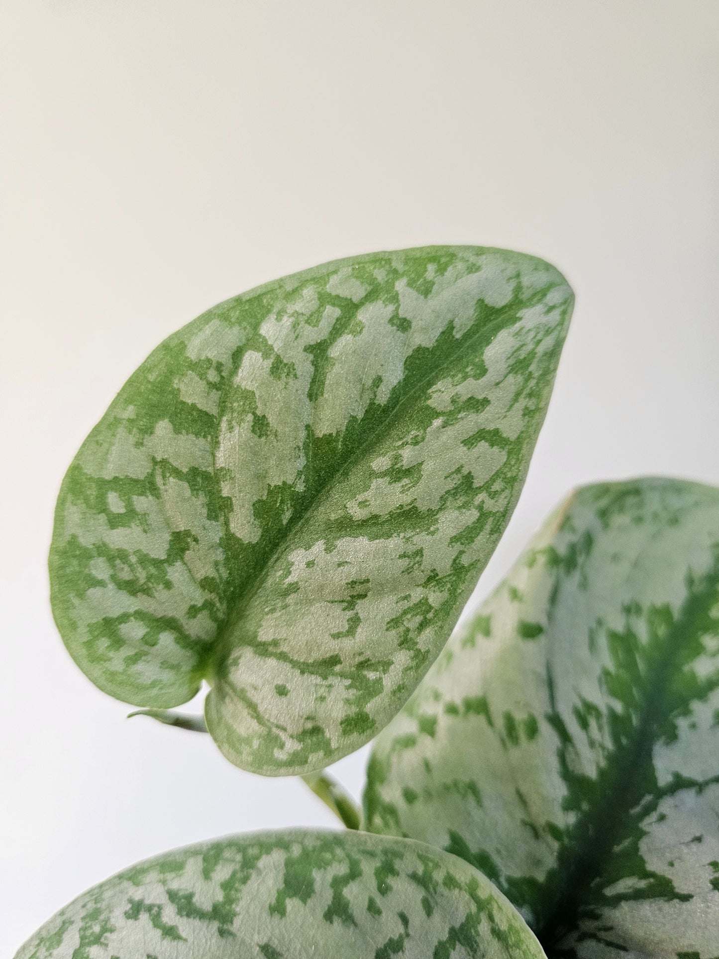 Scindapsus pictus 'Exotica' 4"