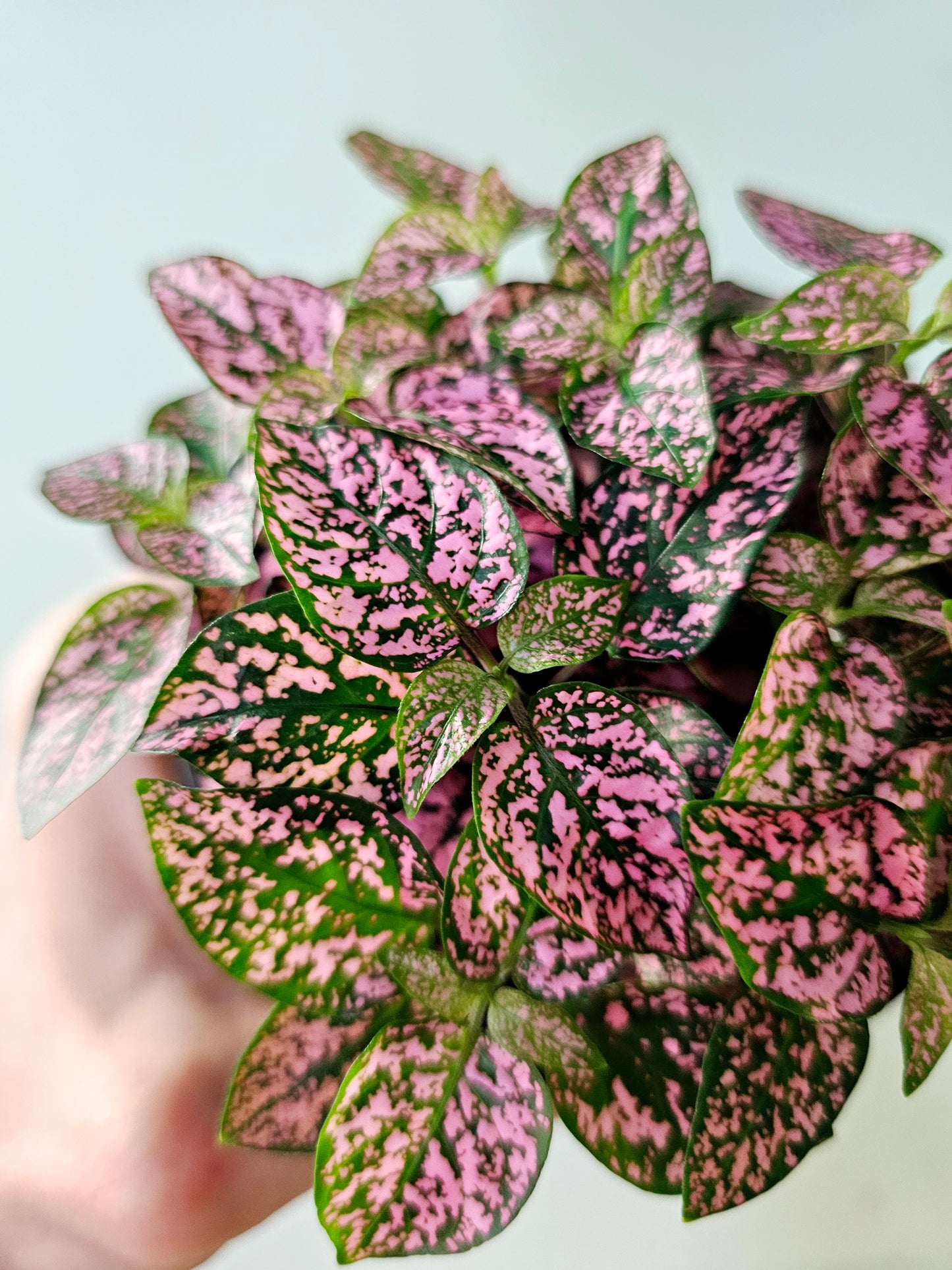 Hypoestes phyllostachya "Pink Polka Dot Plant" 4"