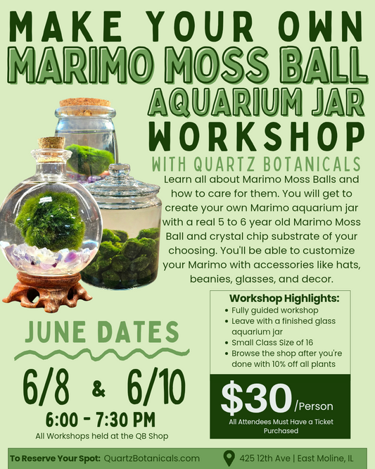 6/10/25 - Make Your Own Marimo Moss Ball Aquarium Jar Workshop