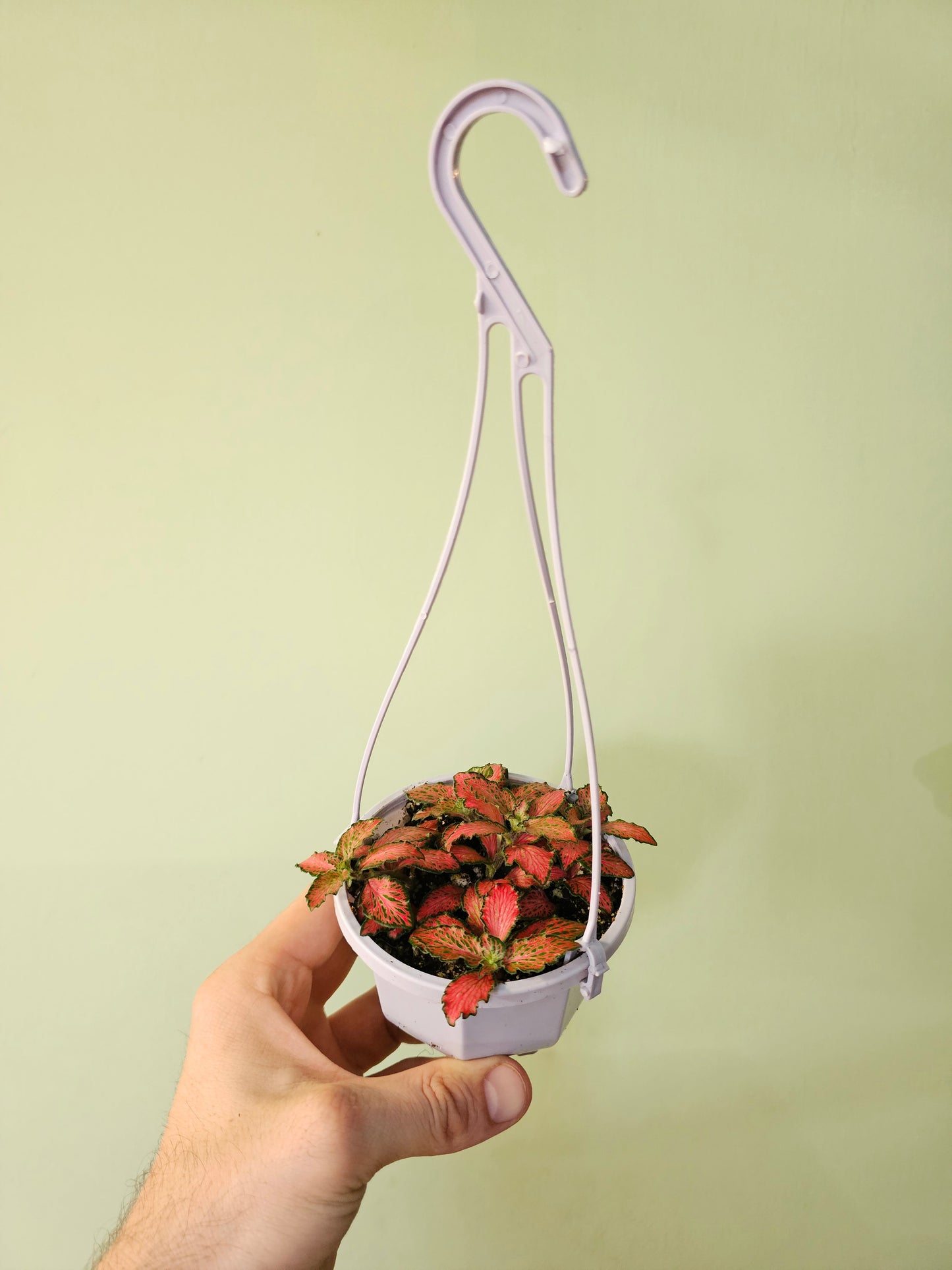 Fittonia albivenis 'Red Forest Flame' 4" HB