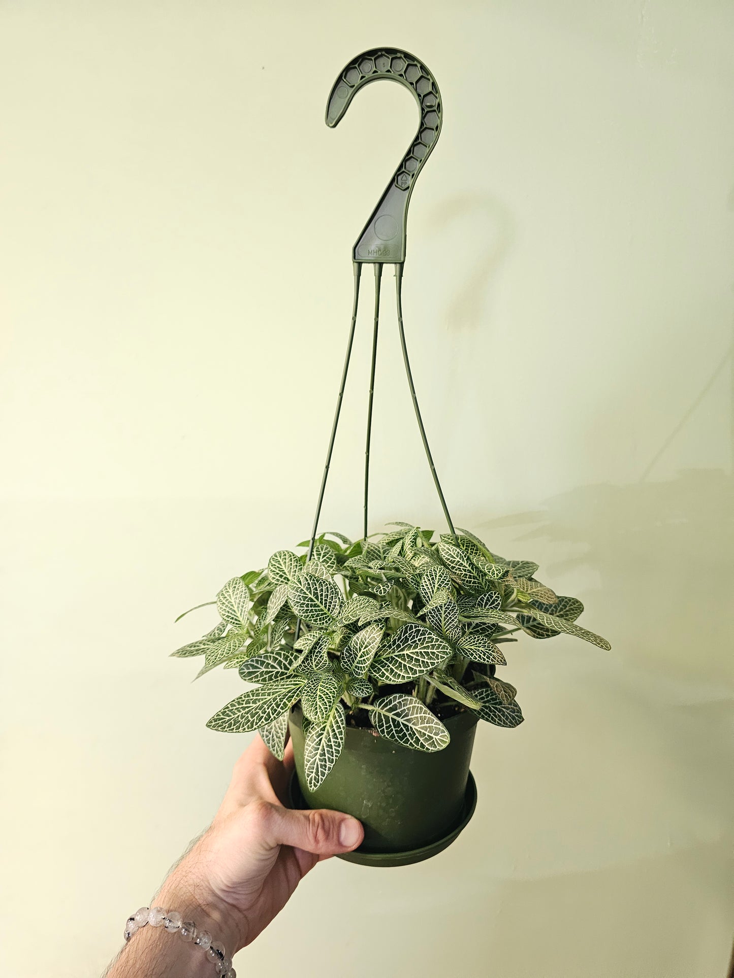 Fittonia albivenis 'White Angel' 6" HB