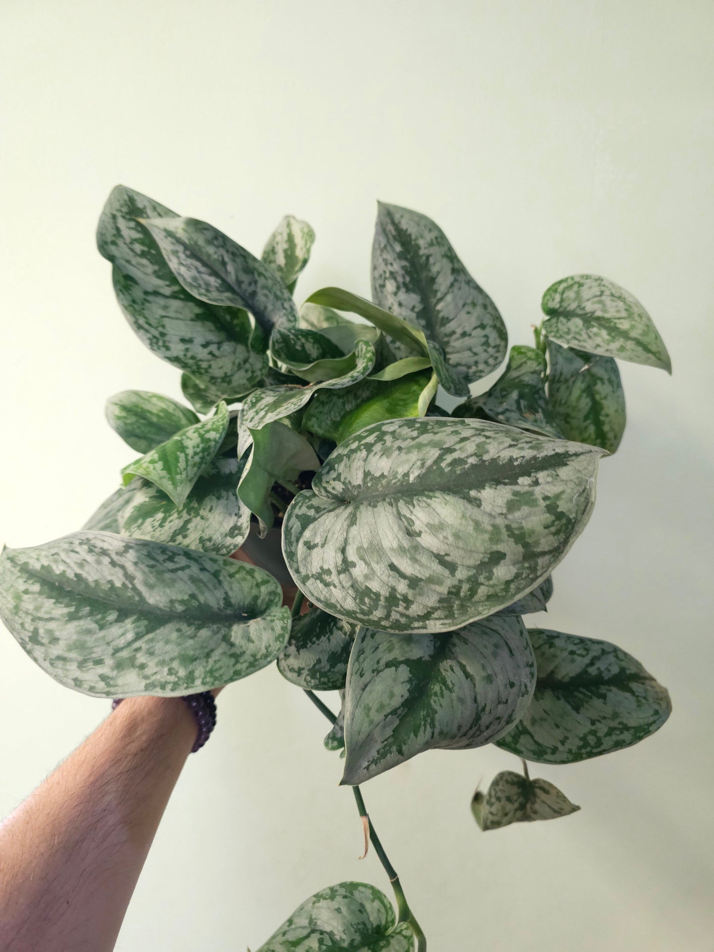 Scindapsus pictus 'Silver Queen' 6”