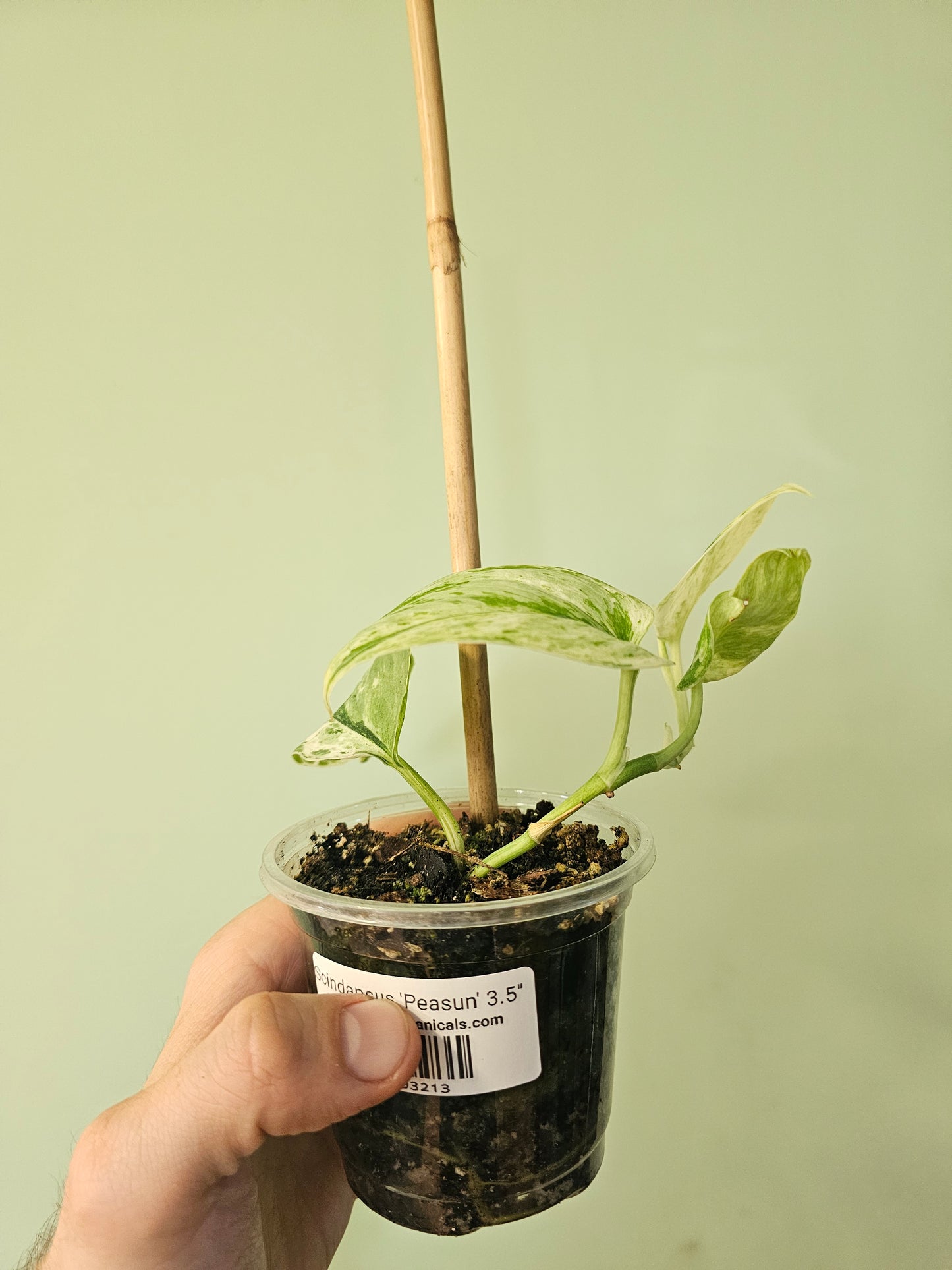 Scindapsus 'Peasun' 3.5"
