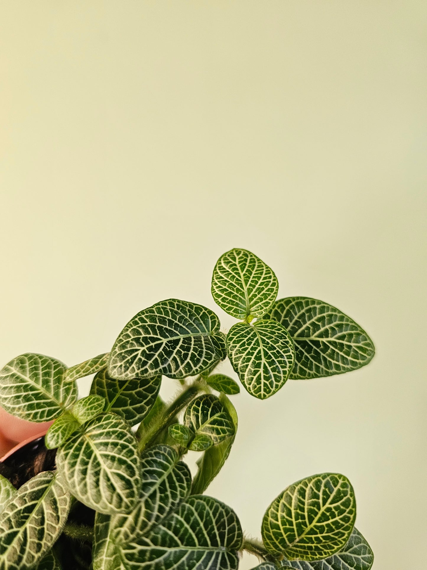 Fittonia albivenis 'White Angel' 2"