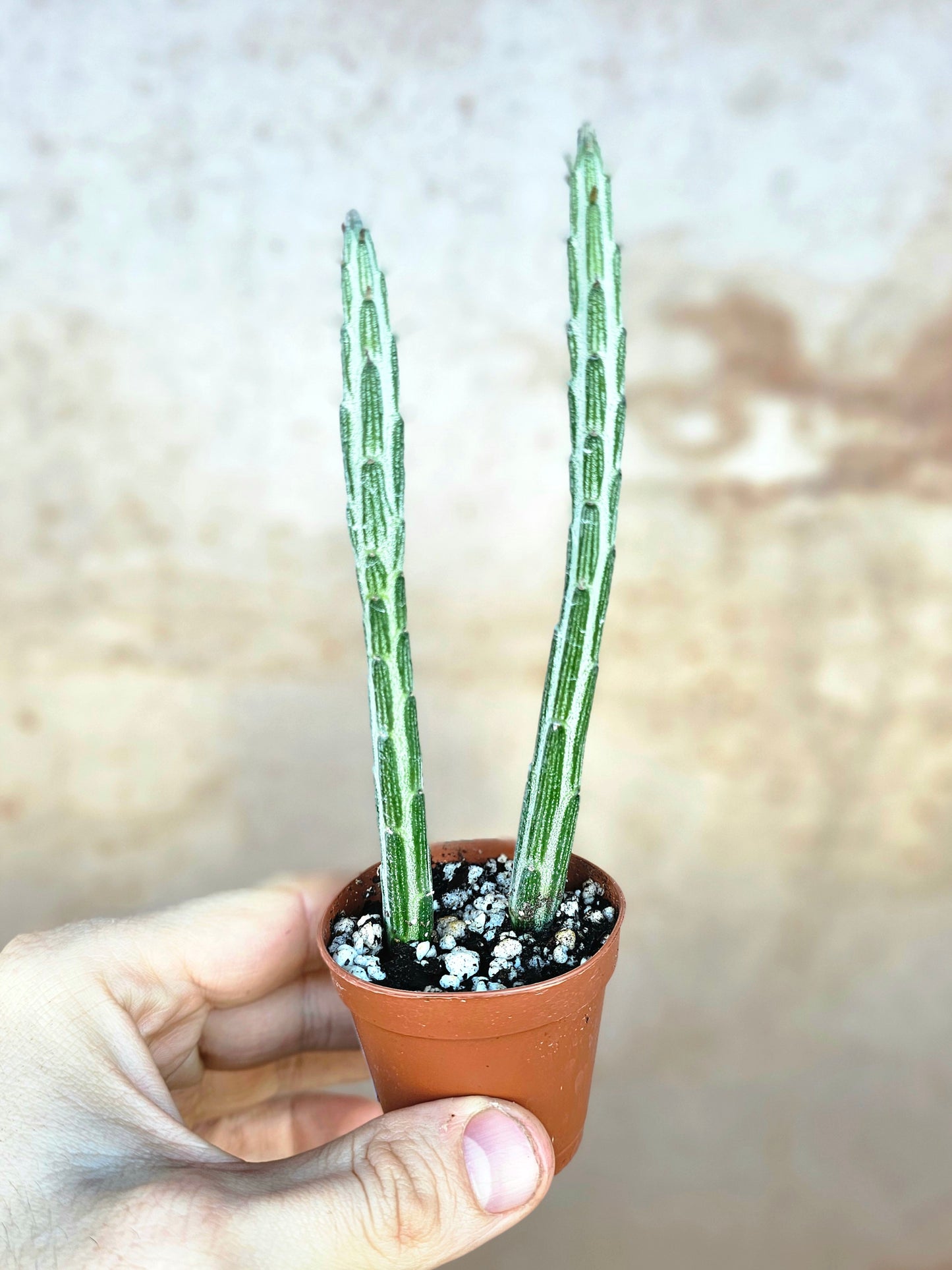 Senecio stapeliiformis "Pickle Plant" 2"