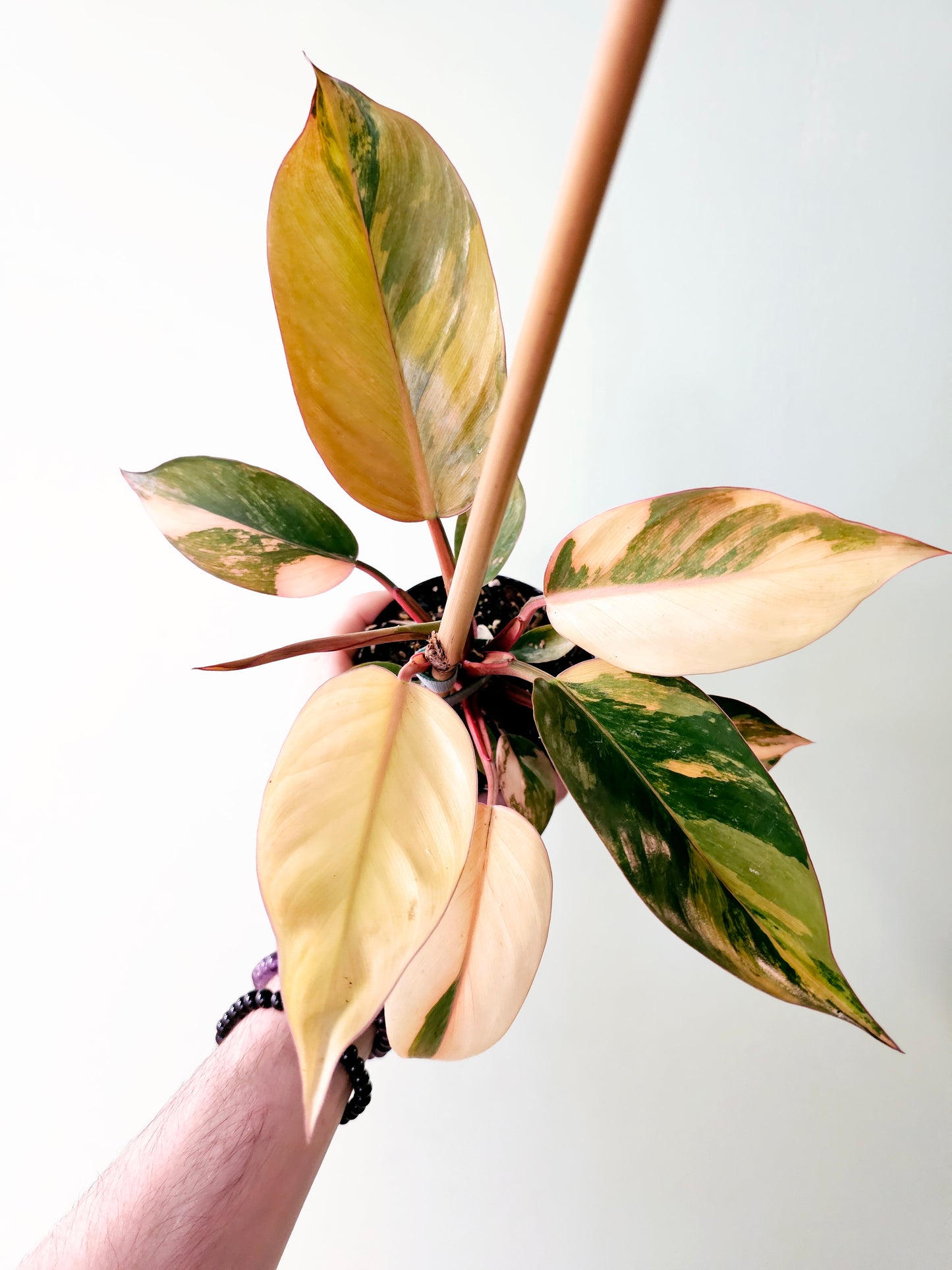 Philodendron 'Rojo Congo' Variegated 4"
