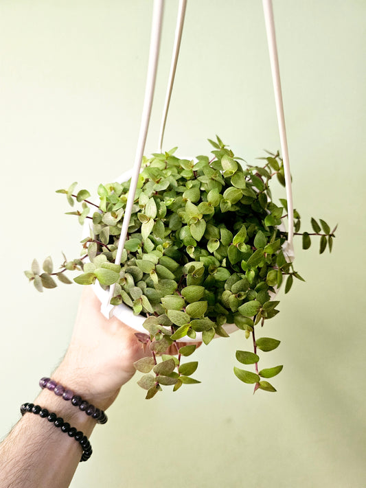 Callisia repens 'Gold' 6" HB