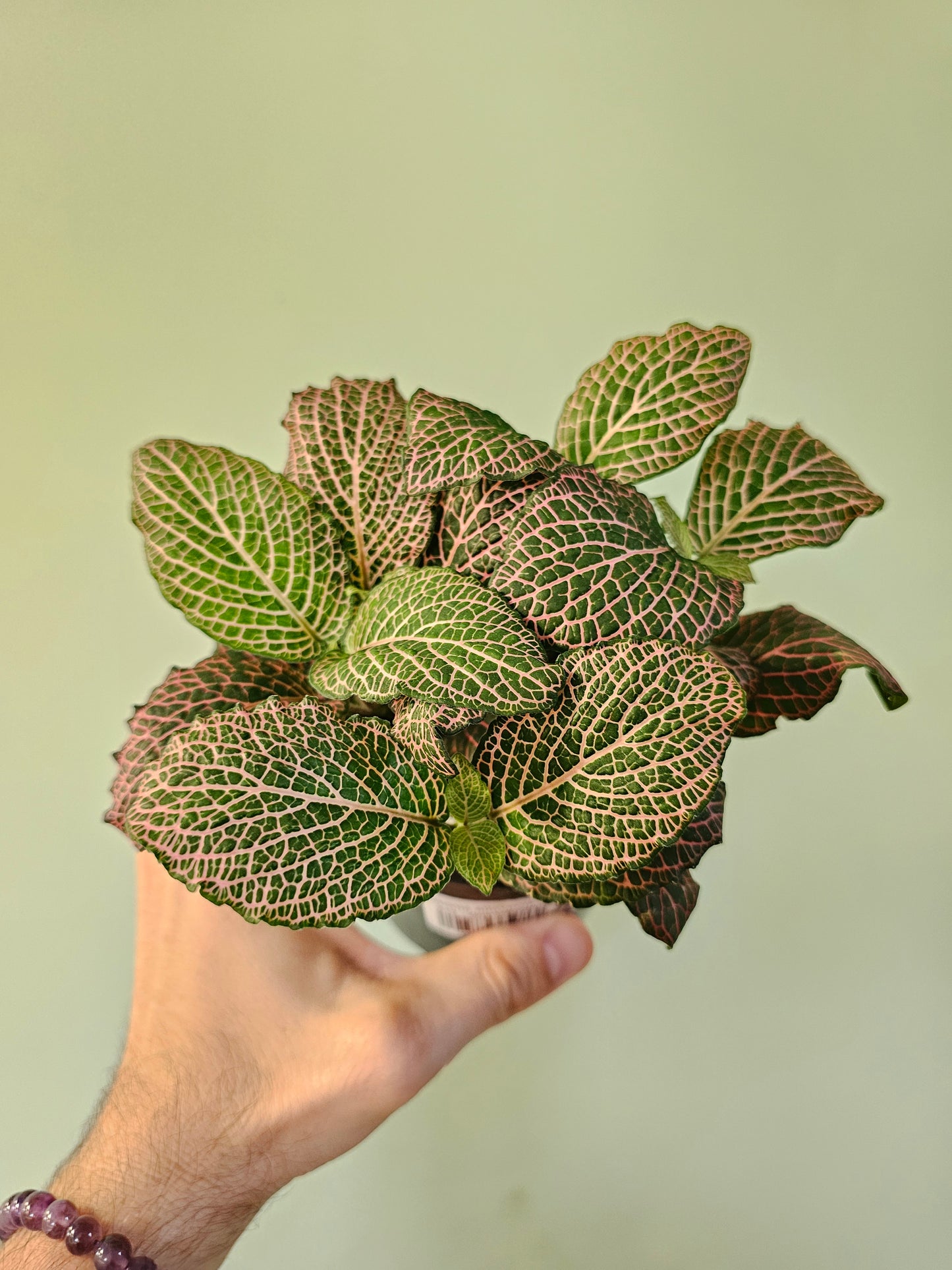 Fittonia albivenis 'Mistral' 4"