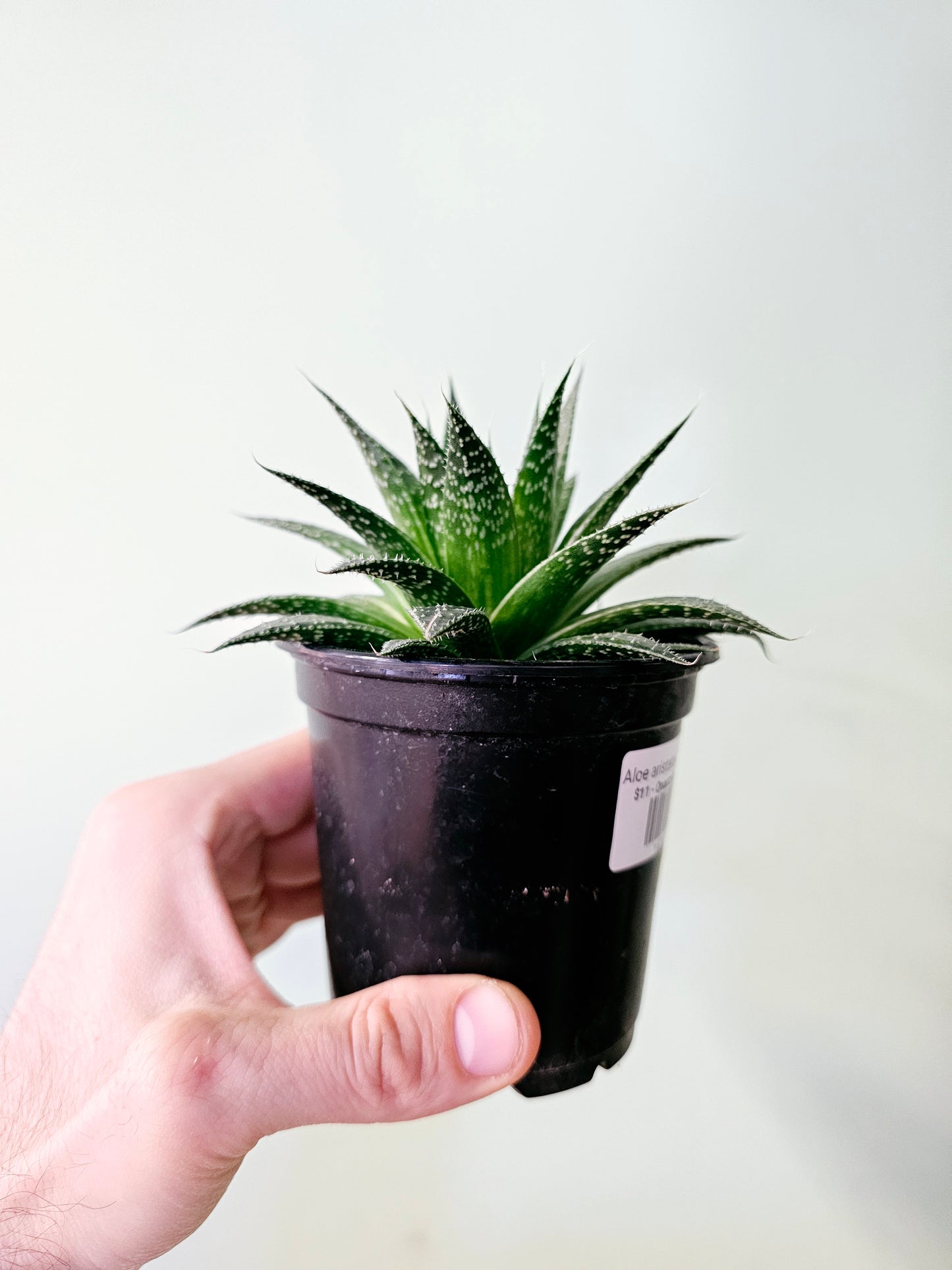 Aloe aristata "Lace Aloe" 4"