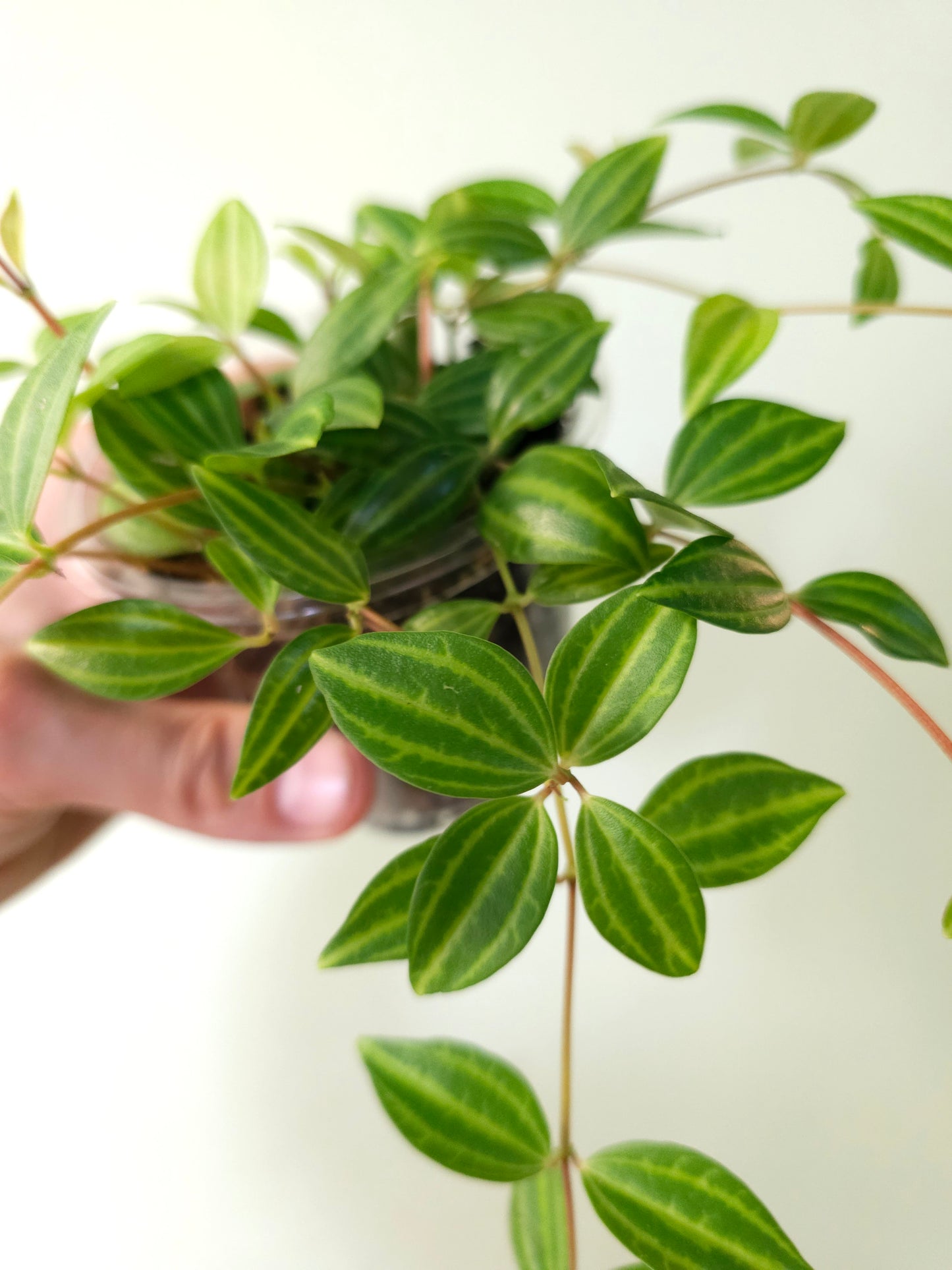 Peperomia quadrangularis "Beetle Plant" 4"