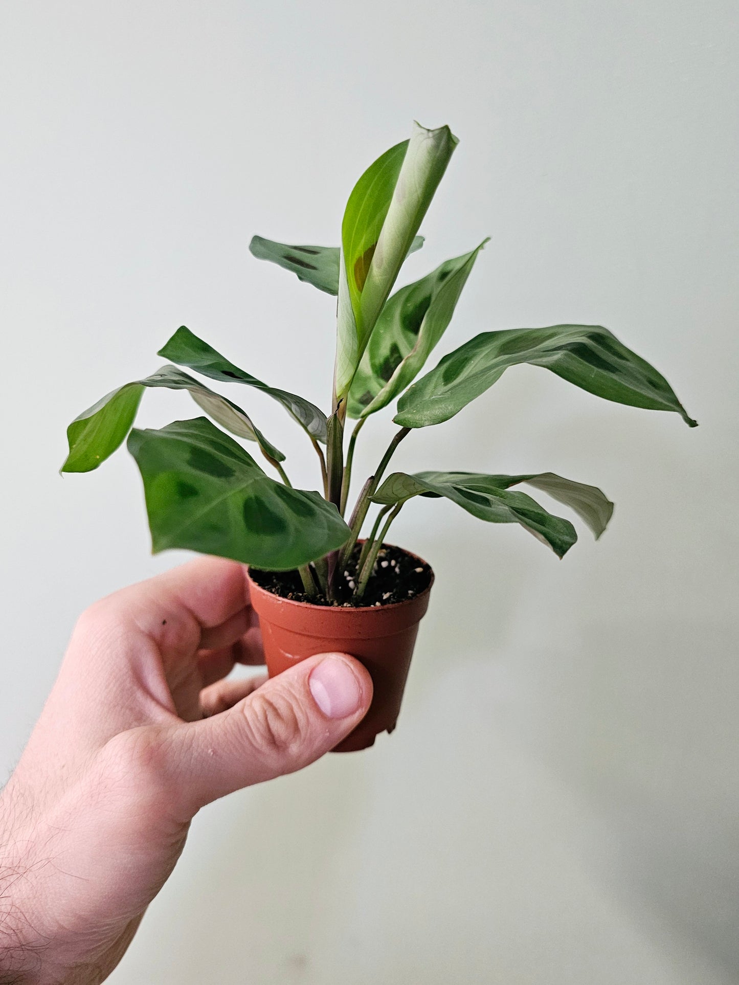 Maranta leuconeura 'Kerchoveana' 2"