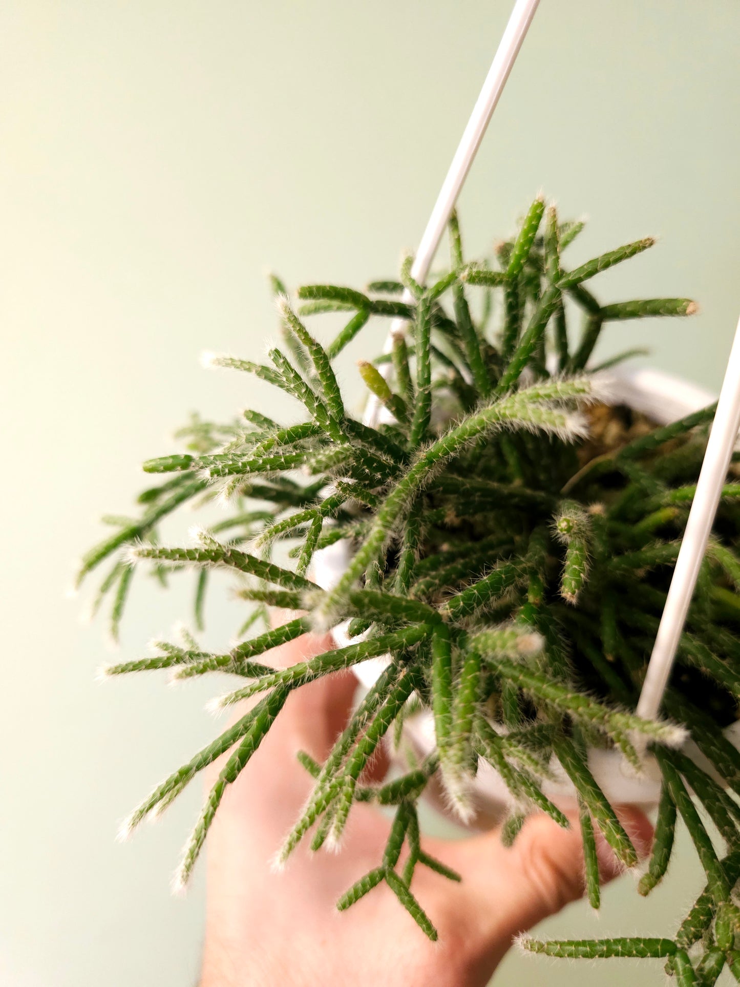 Rhipsalis pilocarpa 4.5" HB