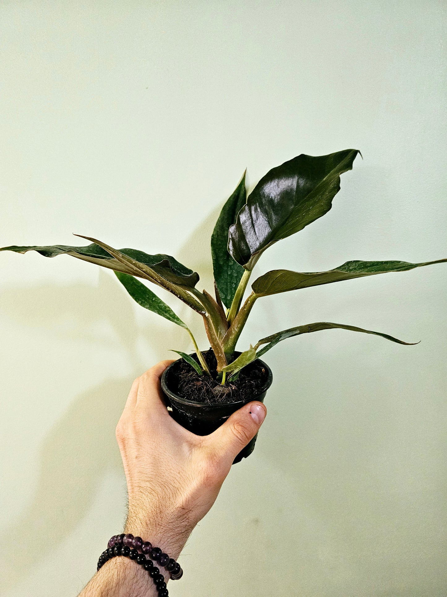 Philodendron 'Pluto' 4"