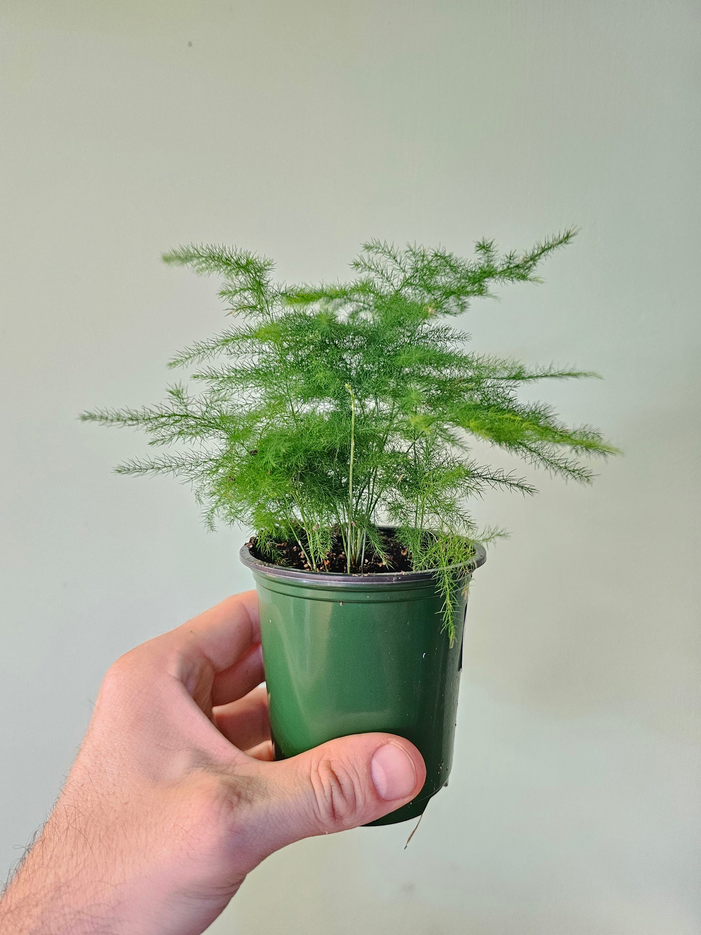 Asparagus plumosa 3.5"