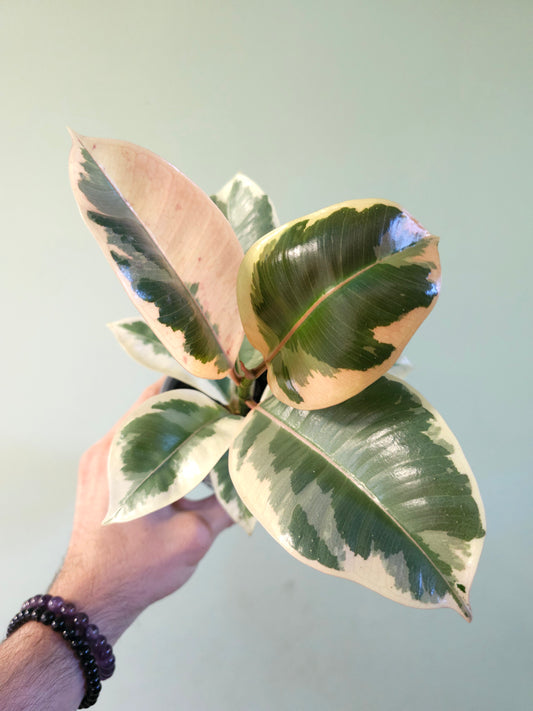 Ficus elastica 'Tineke' 4"