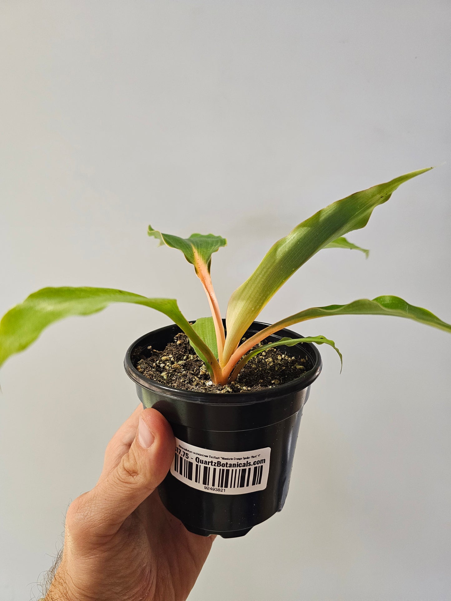 Chlorophytum orchidastrum 'Fireflash' "Mandarin Orange Spider Plant" 4"