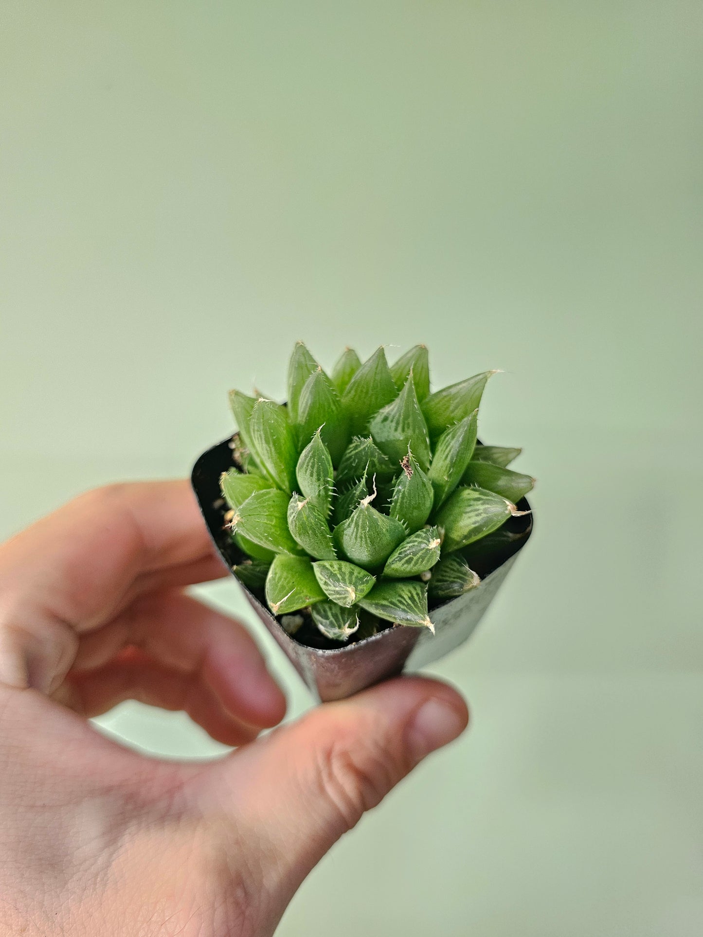 Haworthia cooperi 2"