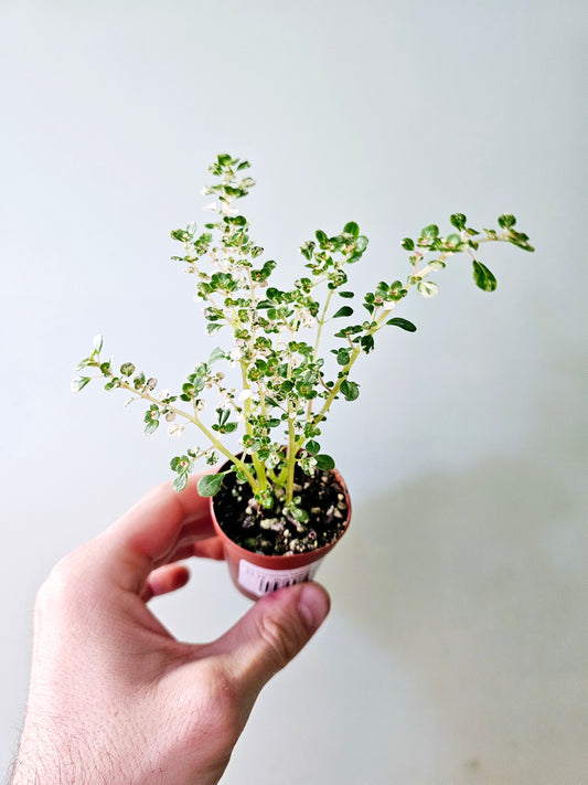 Pilea microphylla 'Variegata' Tricolor Artillery/Confetti Fern 2"