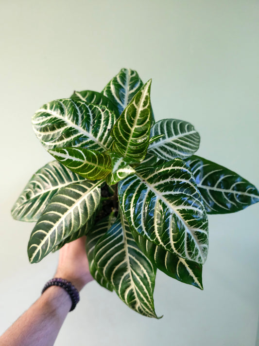 Aphelandra squarrosa 'Dania' 6"