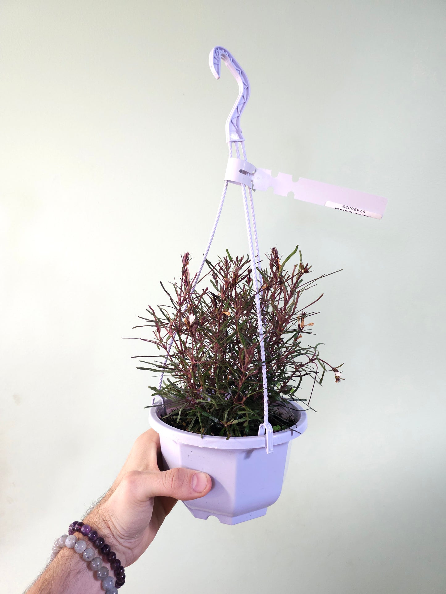 Hemigraphis repanda 'Dragon's Breath' 6" HB