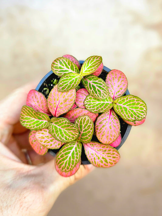Fittonia albivenis 'Strawberry Blossom' Nerve Plant 2.5"