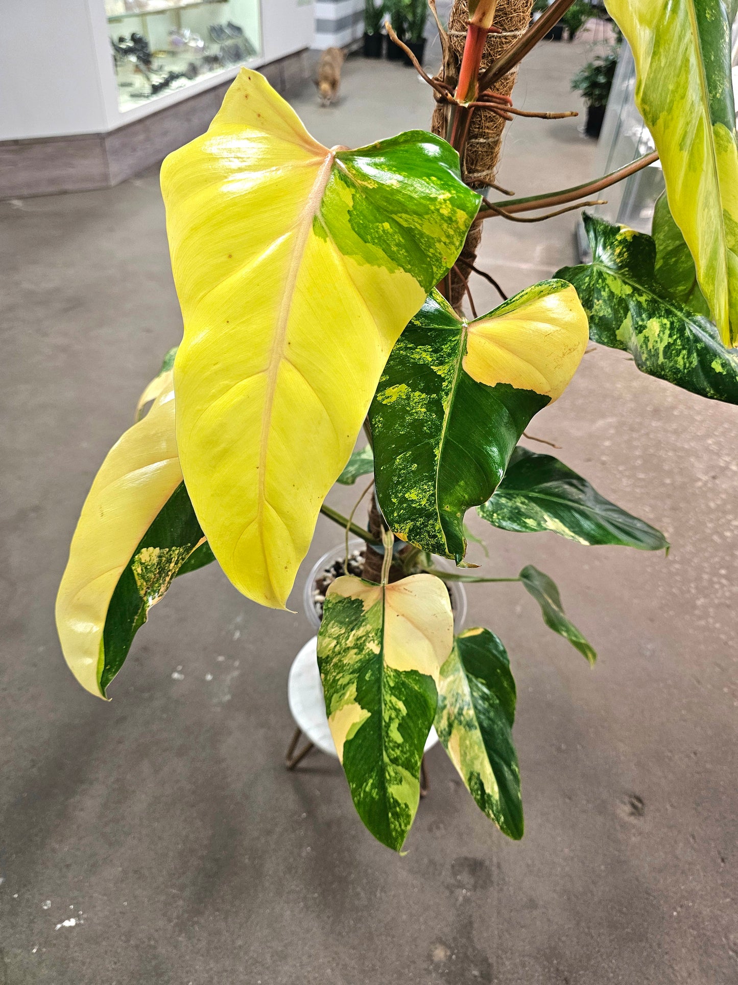 SAAM Auction - XXL Variegated Philodendron Domesticum