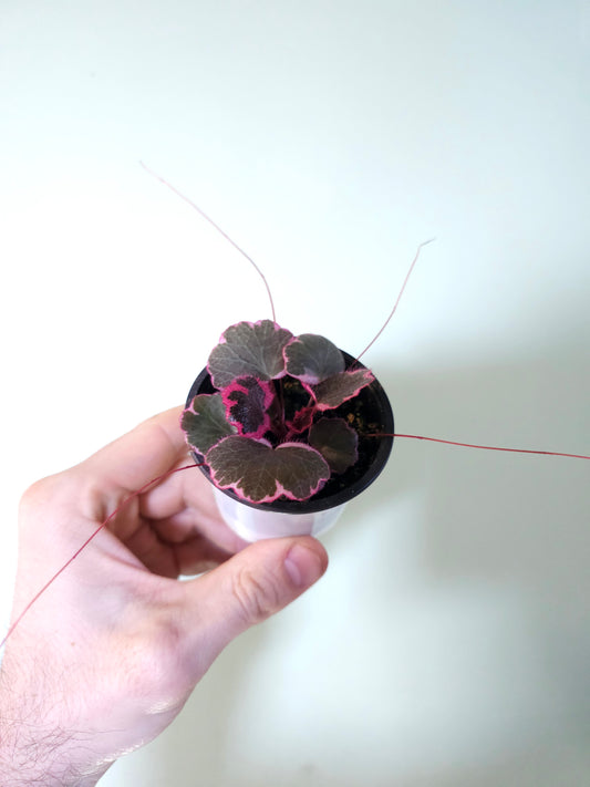 Saxifraga stolonifera Variegated "Tricolor Strawberry Begonia" 2.5"