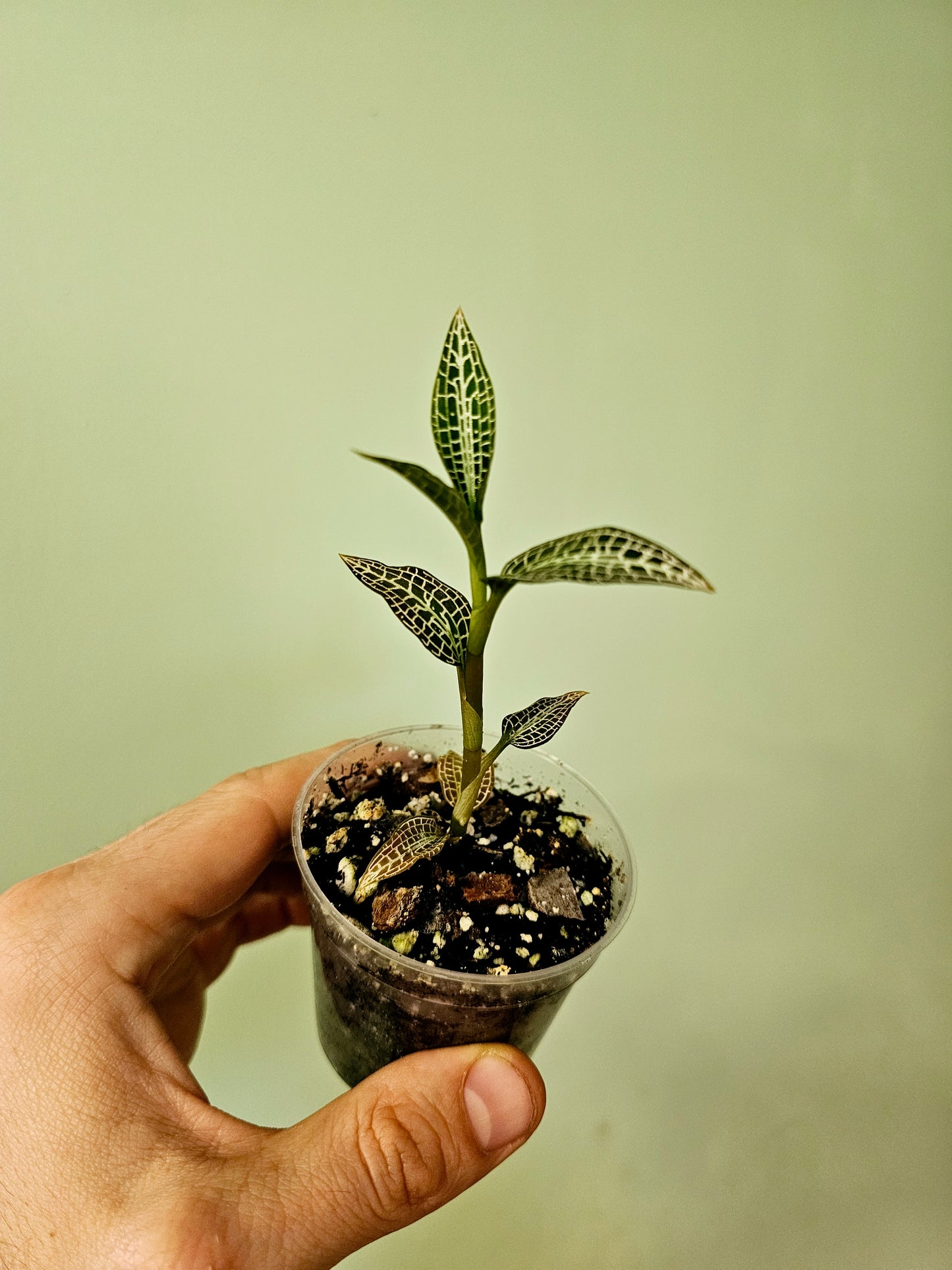Goodyera hispida Jewel Orchid 2.5"