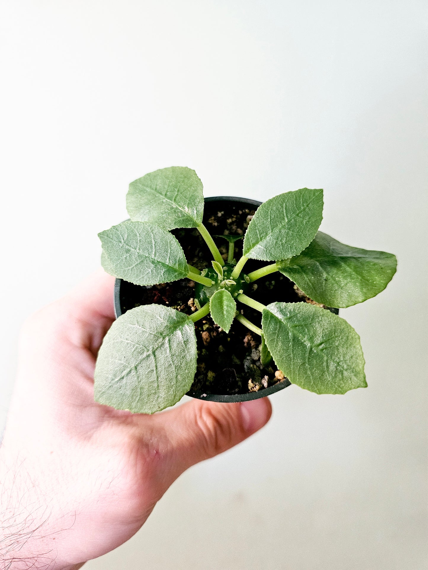 Dorstenia Foetida ssp. 3"