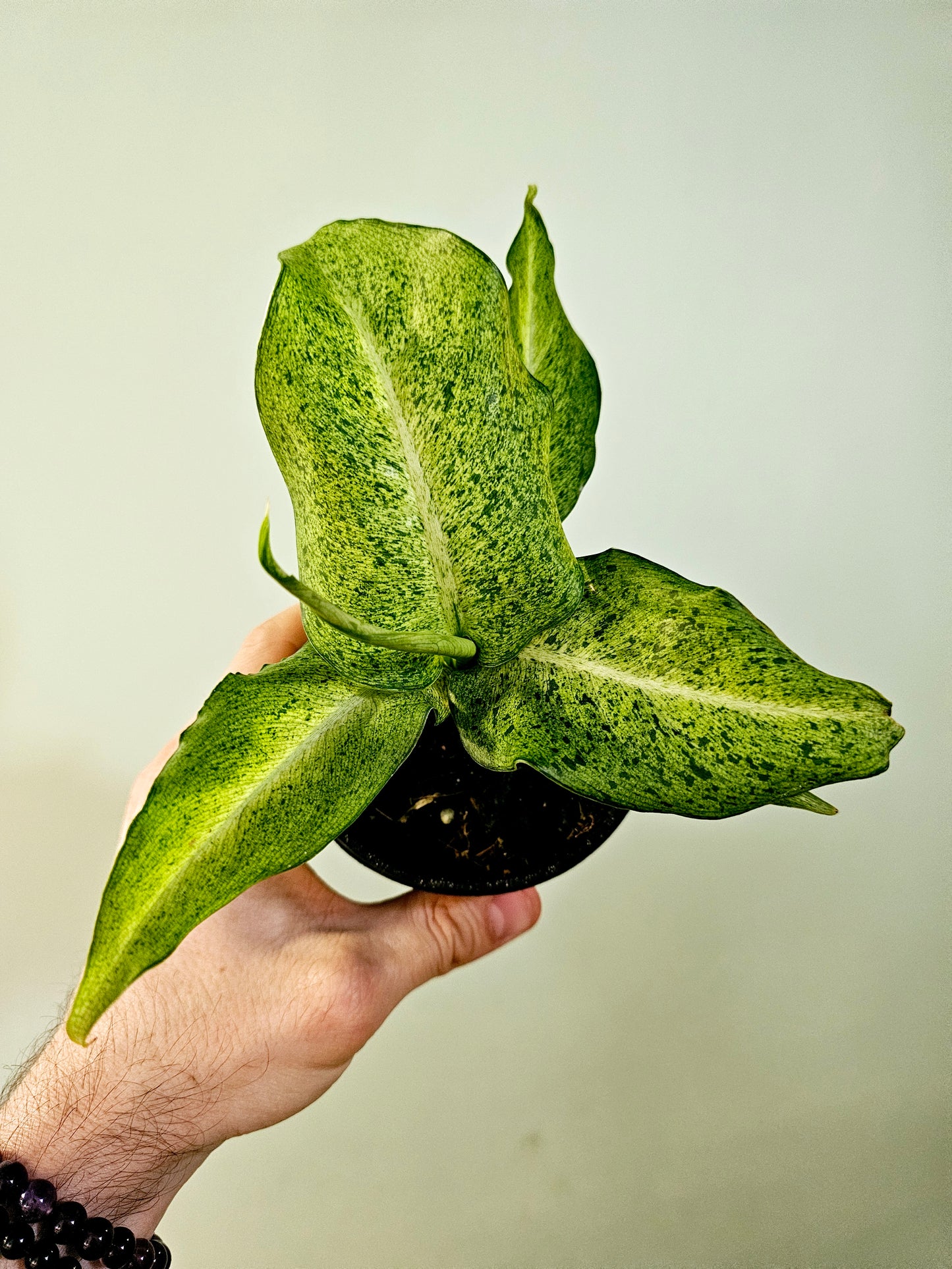 Dieffenbachia 'Camouflage' 4"