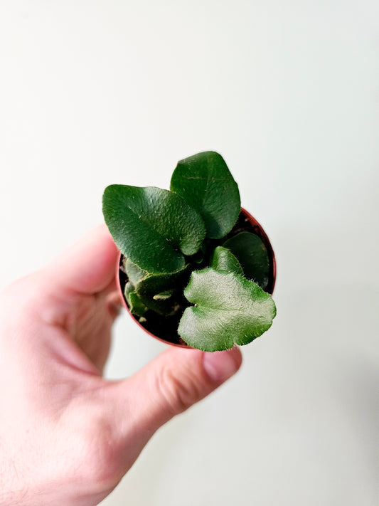 Hemionitis arifolia "Heart Leaf Fern" 2"