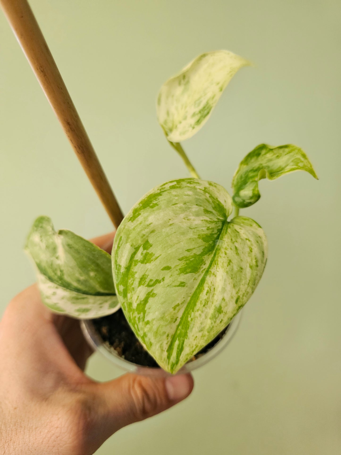 Scindapsus 'Peasun' 3.5"