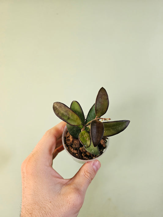 Hoya 'Rosita' 2.5"
