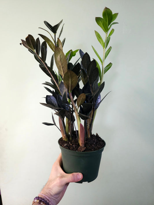 Zamioculcas zamiifolia 'Black Raven' ZZ 6"