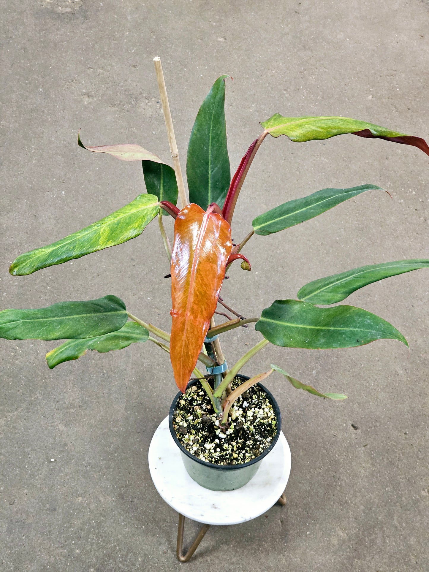 SAAM Auction - Philodendron Orange Marmalade Narrow Form 6"