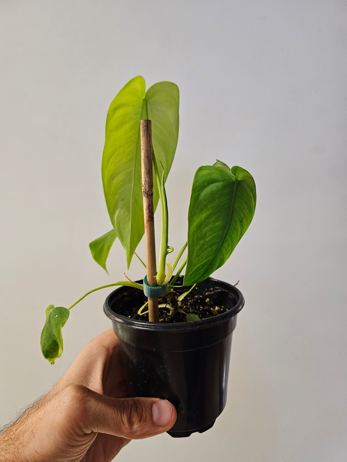 Philodendron sharoniae 4"