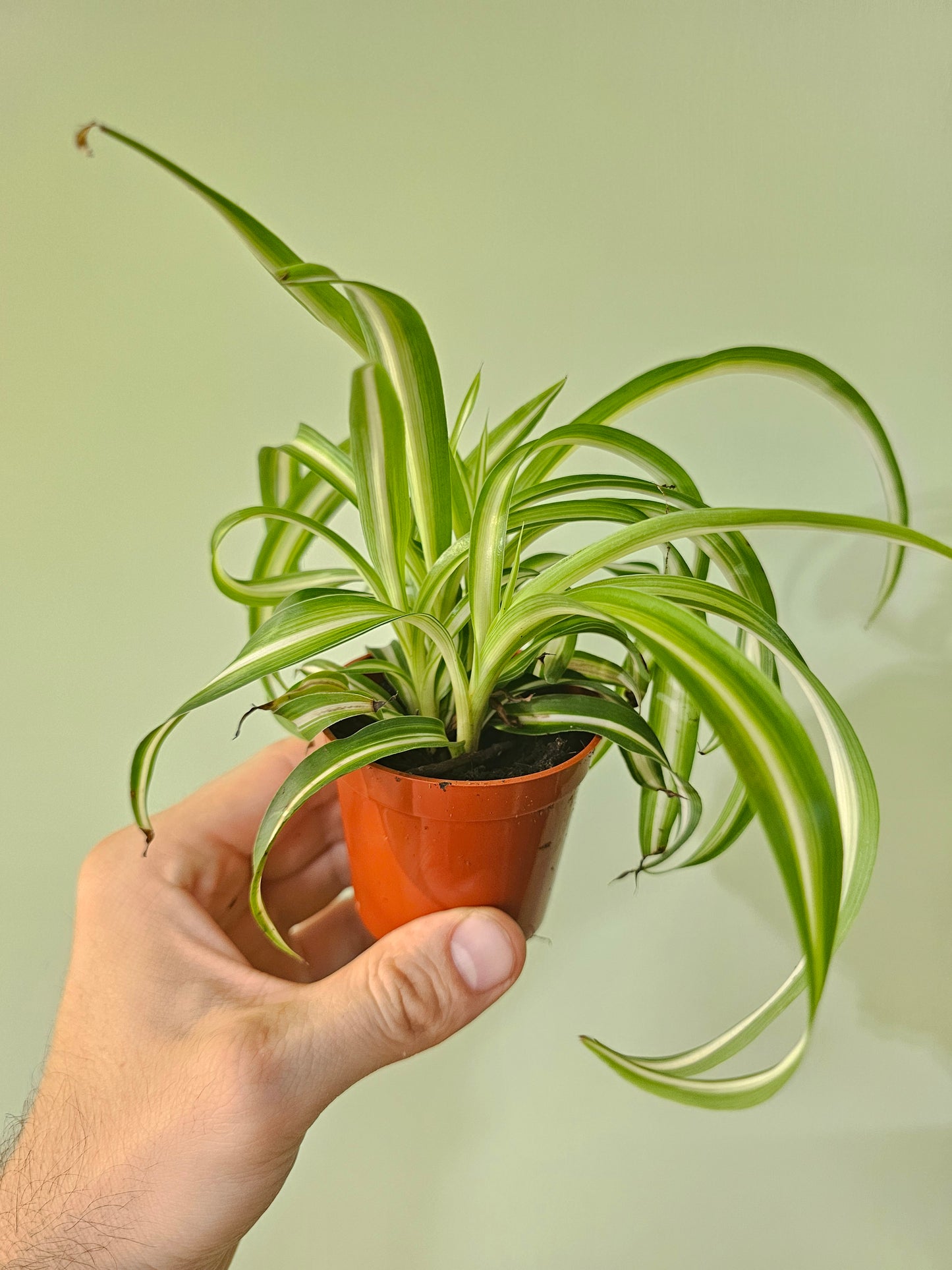 Chlorophytum comosum 'Bonnie' Curly Spider Plant 2.5"