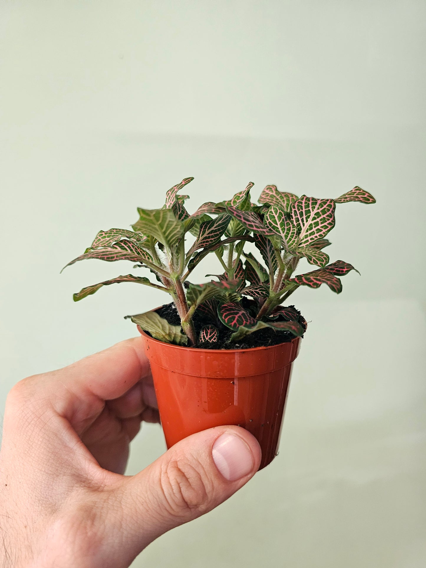 Fittonia albivenis 'Pink' Nerve Plant 2.5"