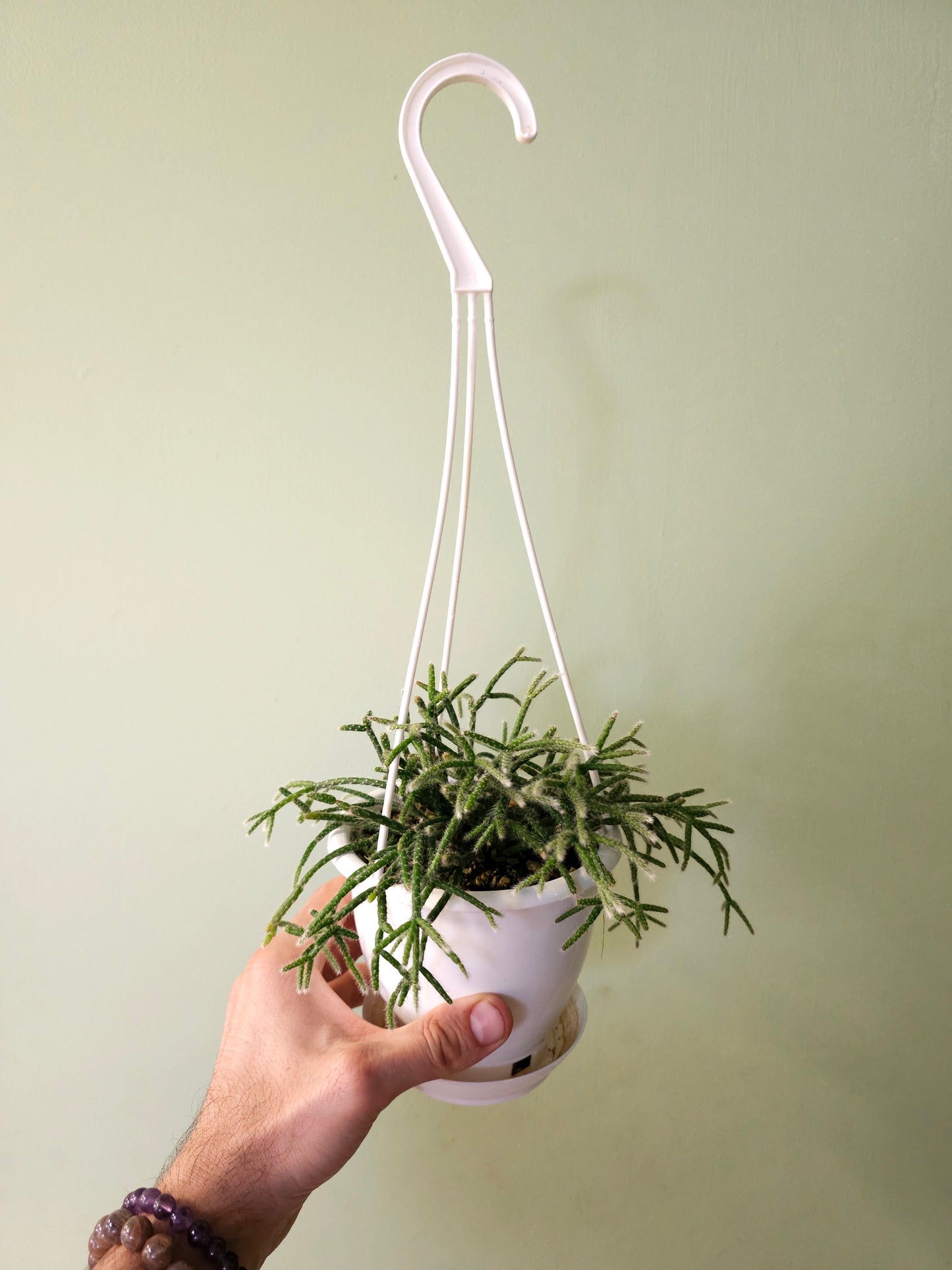 Rhipsalis pilocarpa 4.5" HB