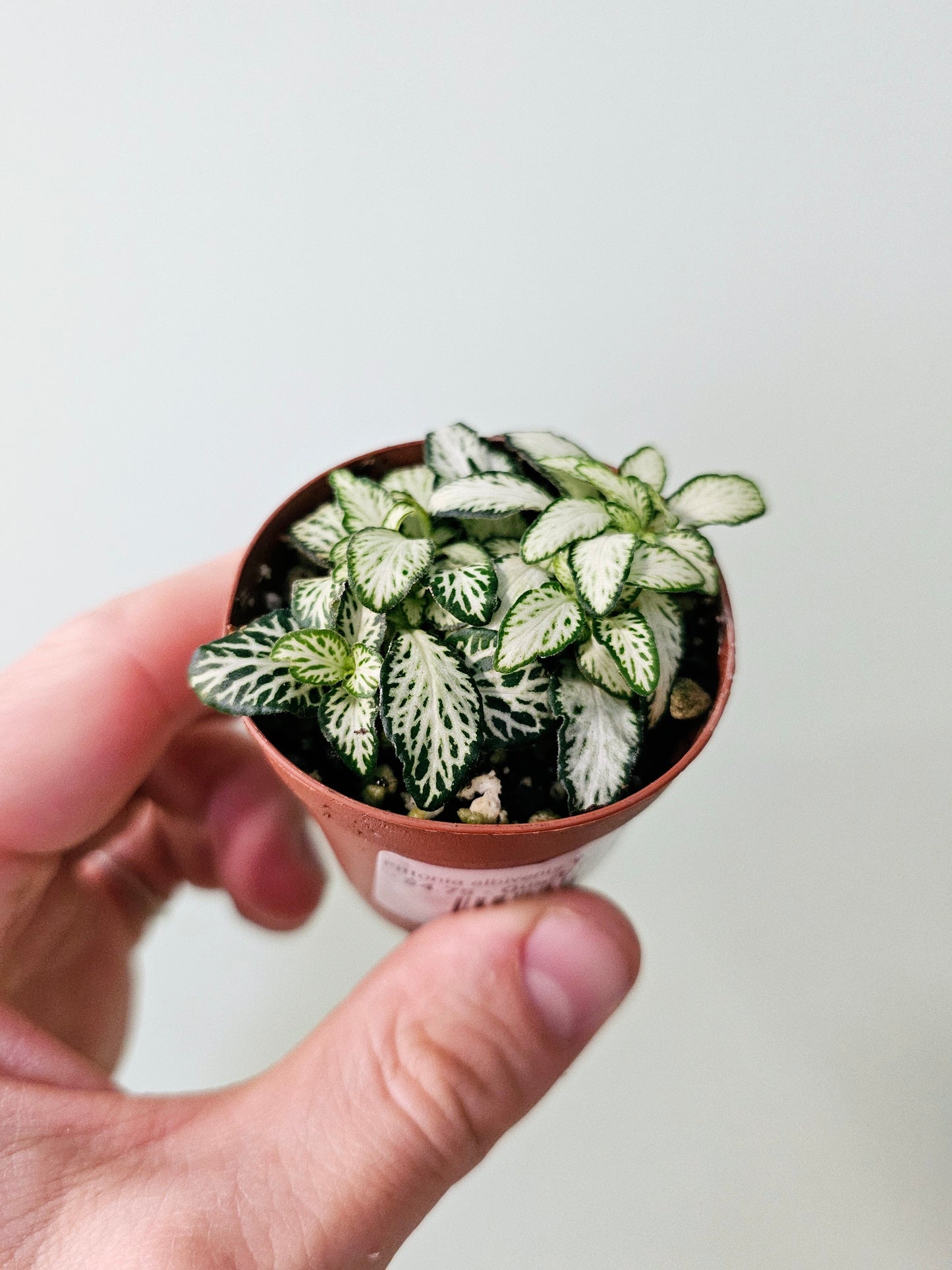 Fittonia albivenis 'White Forest Flame' 2"