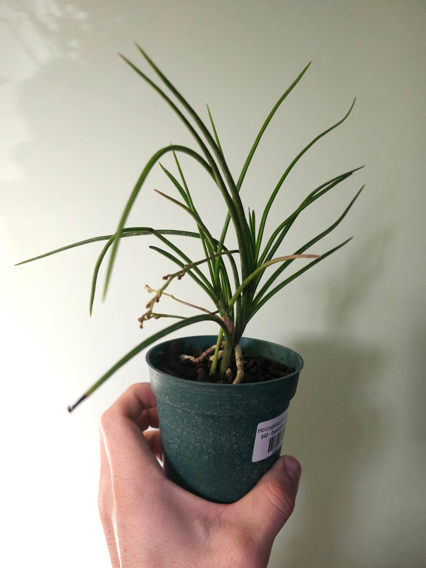 Holcoglossum lingulatum 4"