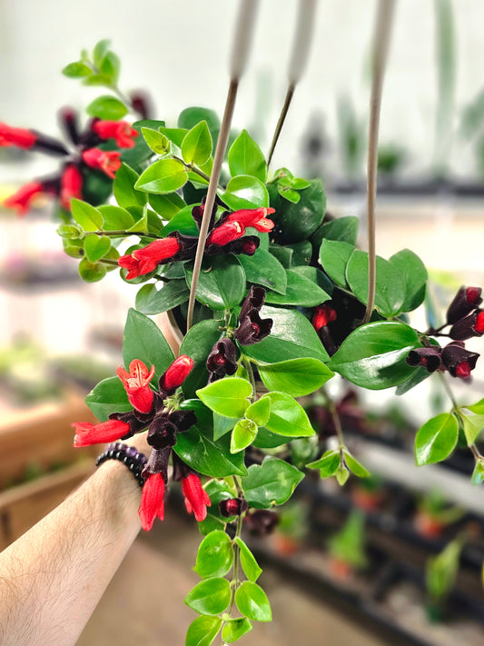 Aeschynanthus radicans 'Mona Lisa' Lipstick 6" HB