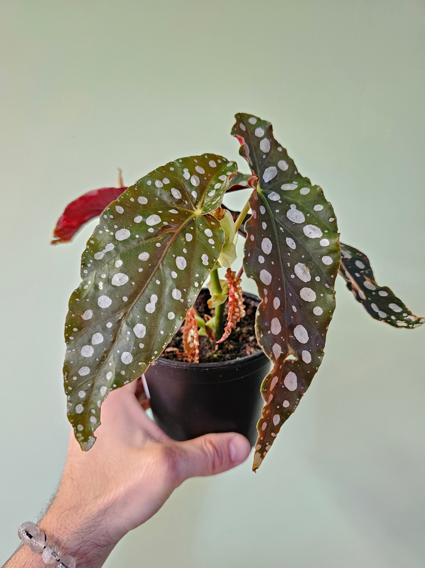 Begonia maculata 4.5"