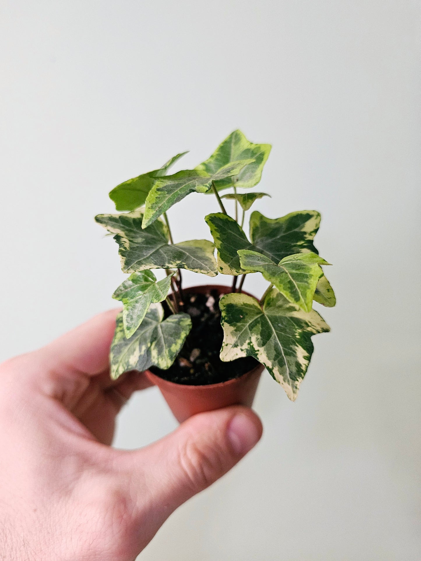 Hedera helix 'Gold Child' English Ivy 2"