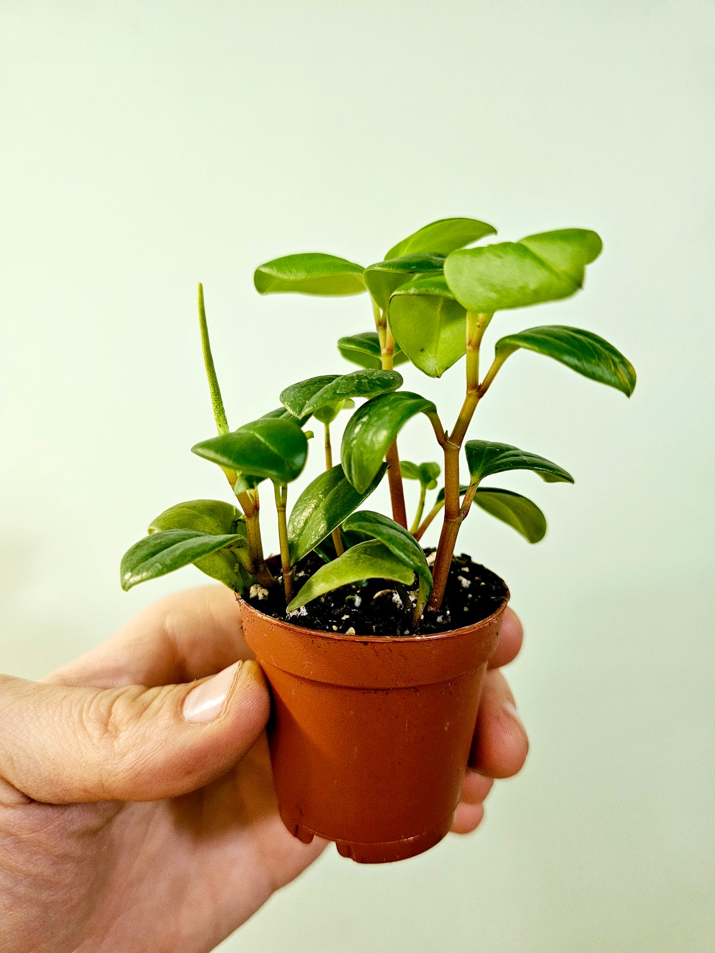 Peperomia glabella 2"