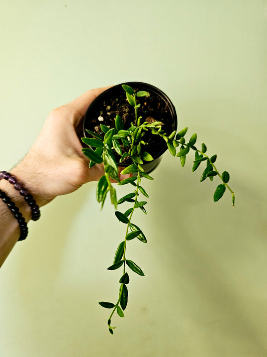 Hoya sp. aff. engleriana 'Vietnam' 4"