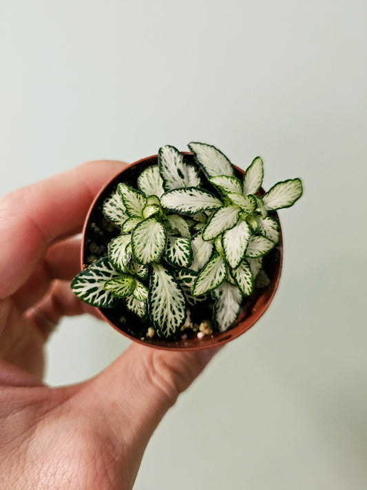 Fittonia albivenis 'White Forest Flame' 2"